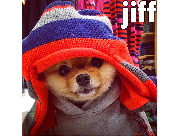 Jiff the Pomeranian Photos