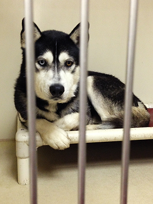 Adopt a Dog: Max the Husky in New Jersey