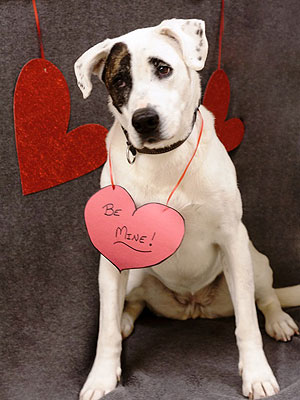 Adopt a Dog: Gweeda in Idaho