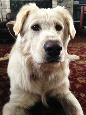 Adopt a Dog: Dixon in New Jersey