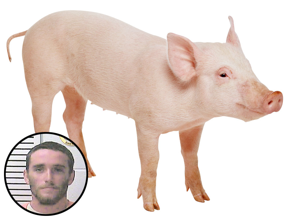 Missouri Man Stabbed over Missing Pig