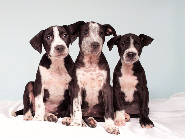 Adopt a Dog: Puppies in New Jersey