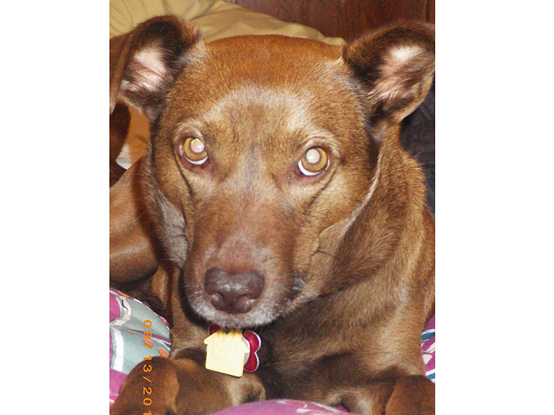 Adoptable Dog in New Jersey: Mallory