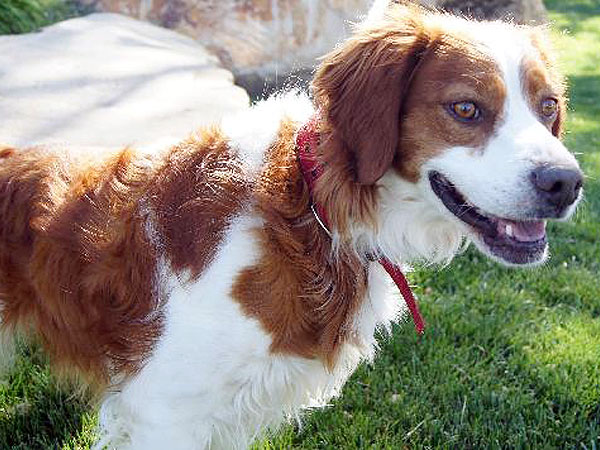 Adopt a Dog: Angis in California