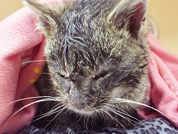 Cat Found Frozen to Road, Rescued in Ohio