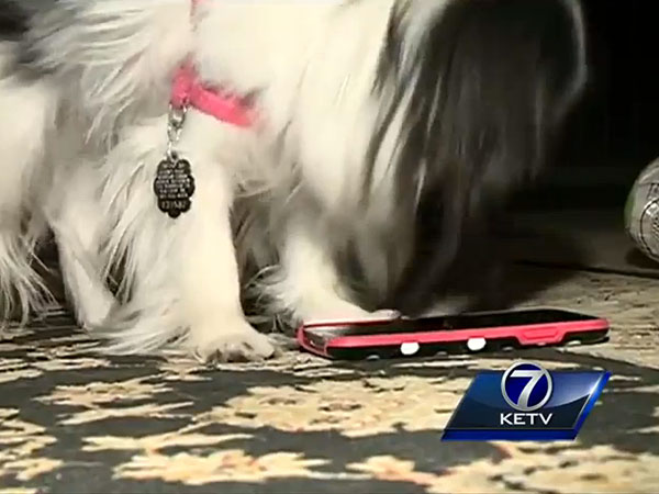 Dog Calls 911 by Accident