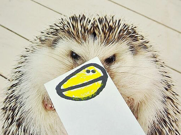 Marutaro the Hedgehog Is a Twitter Star