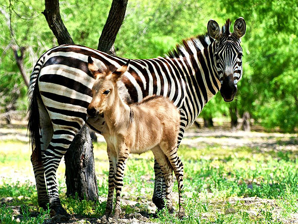 Zonkey Born at Zoo in Mexico: Photo