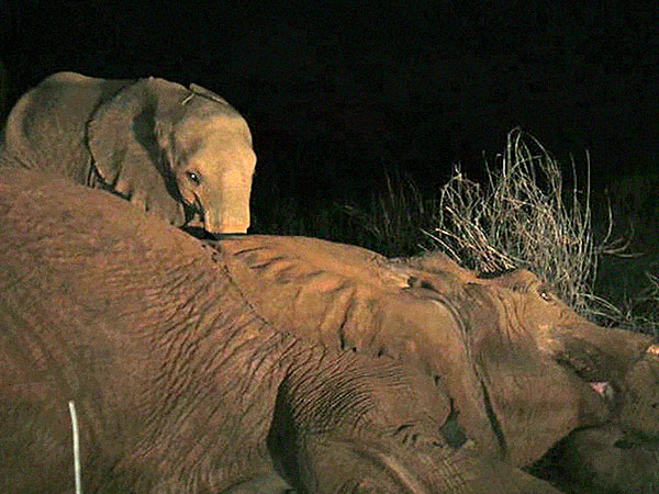 Baby Elephant and Mother Photo