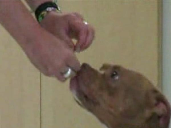 Deaf Nebraska woman adopts deaf dog: video