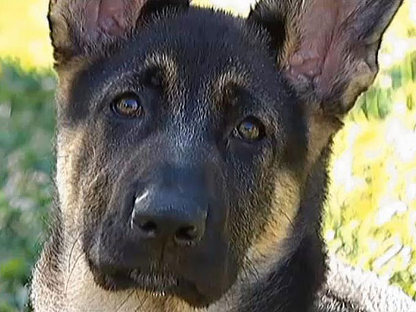 Dog Drives Car Into Pond: Video