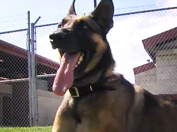 Family Adopts Military Dog of Marine Killed in Afghanistan: Video