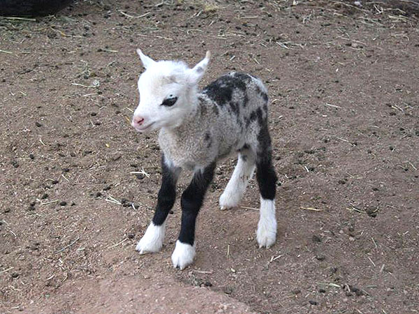 Arizona Petting Zoo Welcomes a Geep, Sheep/Goat Hybrid: Photo