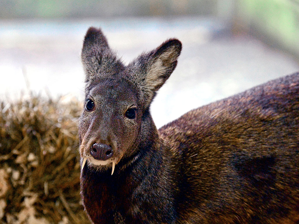Rare Fanged Deer Spotted for the First Time in Decades