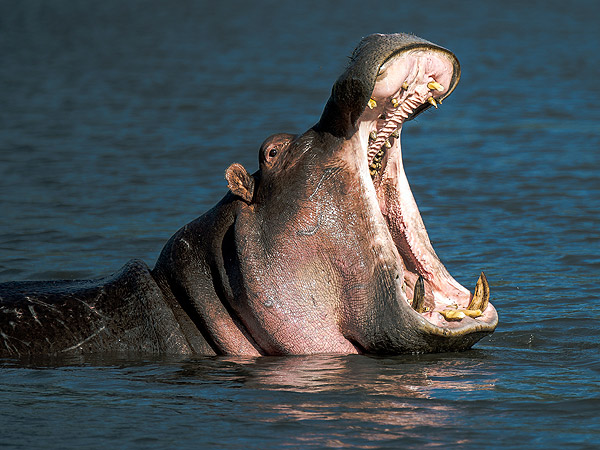 Pablo Escobar's Hippos Cause Trouble in Colombia