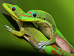 gecko-150x113.jpg