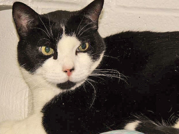 Adopt a Cat: Stewy in New York