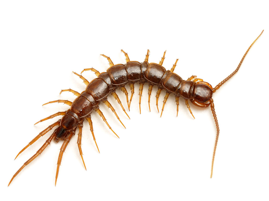 Centipede Sex 94