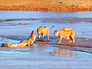 Lions vs. Crocodile: This Time, It's Personal (VIDEO)