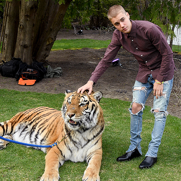 Justin Bieber Hangs with a Tiger (and the Batmobile) at His Dad's Engagement Party