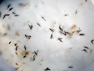 Possible Source of Zika Located in Miami Beach, CDC Announces New Complications from Virus