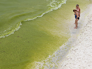 'Guacamole Thick' Toxic Algae Bloom Prompts State of Emergency in Florida