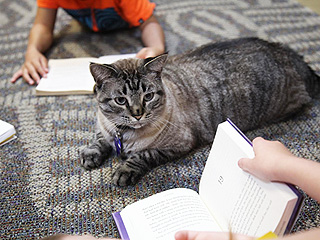 Browser the Library Cat Back at Job By Popular Demand