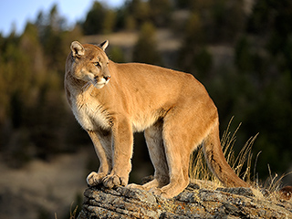 Girl, 4, Survives Attack After Being Dragged from Family's Campsite in Idaho by Mountain Lion: Report