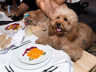 Instagram's Dog Stars Enjoy Fine Dining with Elegant Group Dinner