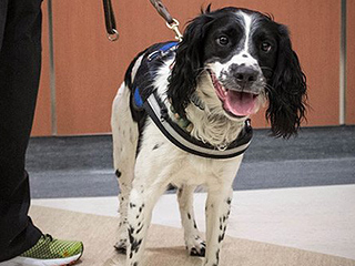 Canadian Hospital Welcomes First Dog Trained to Detect Superbugs