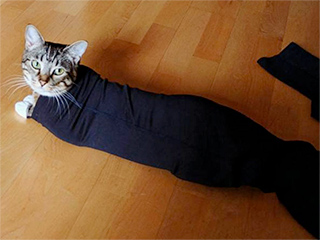 From INSTANT: WATCH: Cats Dressed as Burritos Are Even Cuter Than You'd Imagine