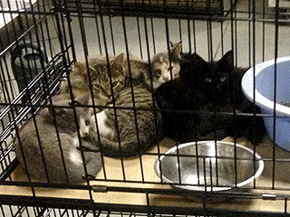 100 Cats Rescued from North Carolina Home
