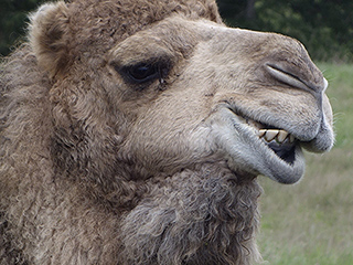 10-Year-Old Girl Bitten by Virginia Zoo Camel Awarded $155,000 Settlement