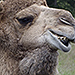 10-Year-Old Girl Bitten by Virginia Zoo Camel Awarded $155,000 Settlement