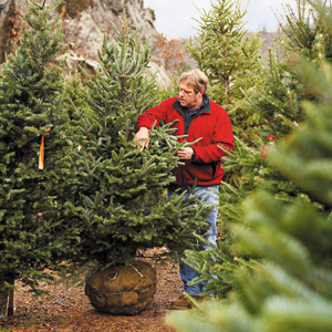 Roger picks the tree