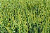 What's Bugging Your Lawn?
