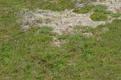 a lawn damaged by grass-eating grubs