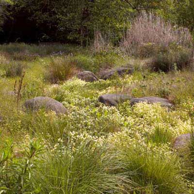 swale