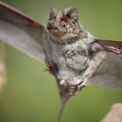 Mexican Free-Tailed Bat