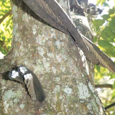 a tree allowed to grow entirely around electric service wires