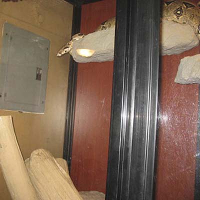 snake tank in front of electrical panel