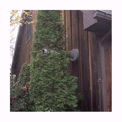 a chimney covered by a tree
