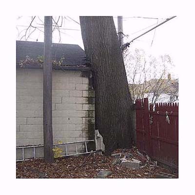 a tree that is supported by the garage