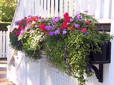 plants for the window box