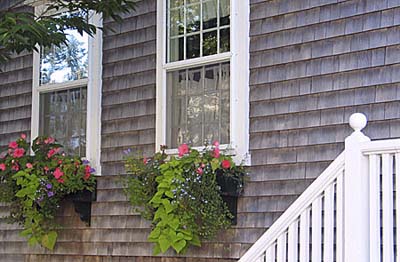 plants for the window box