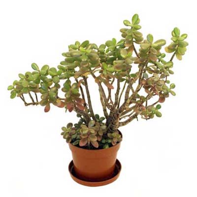 jade plant 