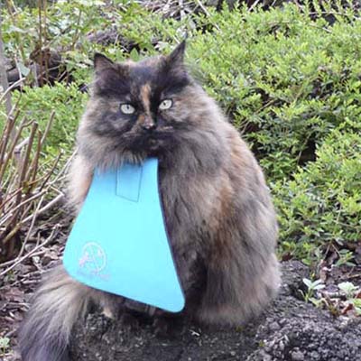 bib with collar designed to keep cats from hunting birds