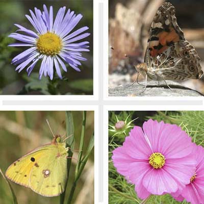butterflies and flowers
