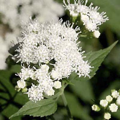 White Snakeroot; white flower heads in loose, flattened clusters