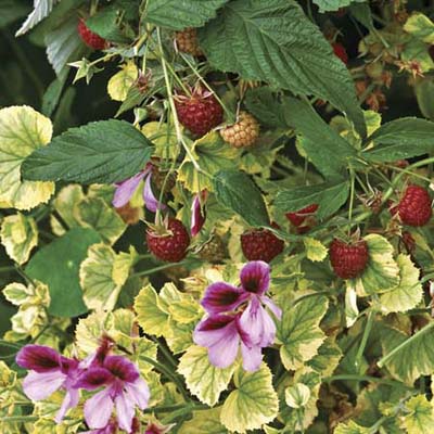 raspberries and geraniums make a colorful mix
